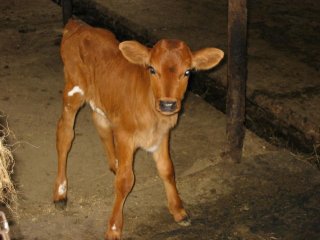 calf2.jpg