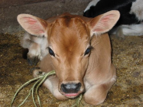 calf3.jpg