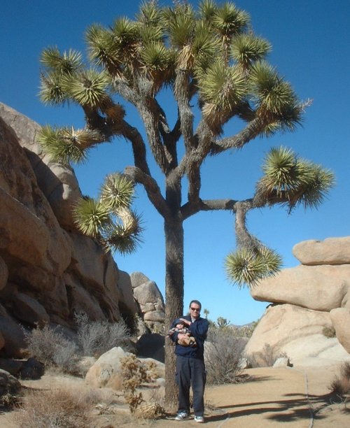 joshuatree.jpg