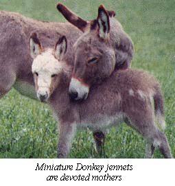 minidonkey.gif