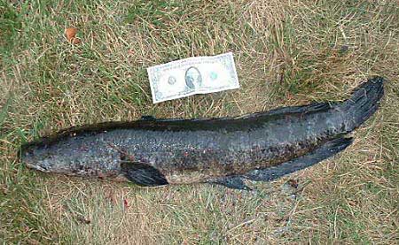 snakehead.jpg